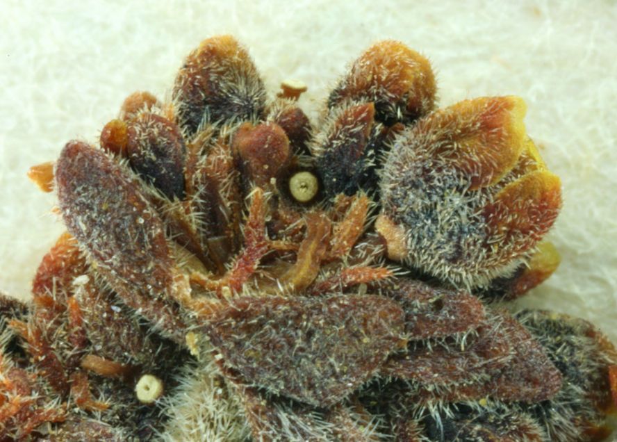 Eriogonum intrafractum habit