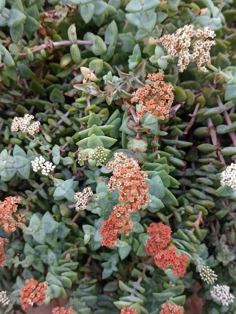 Crassula sladenii habit