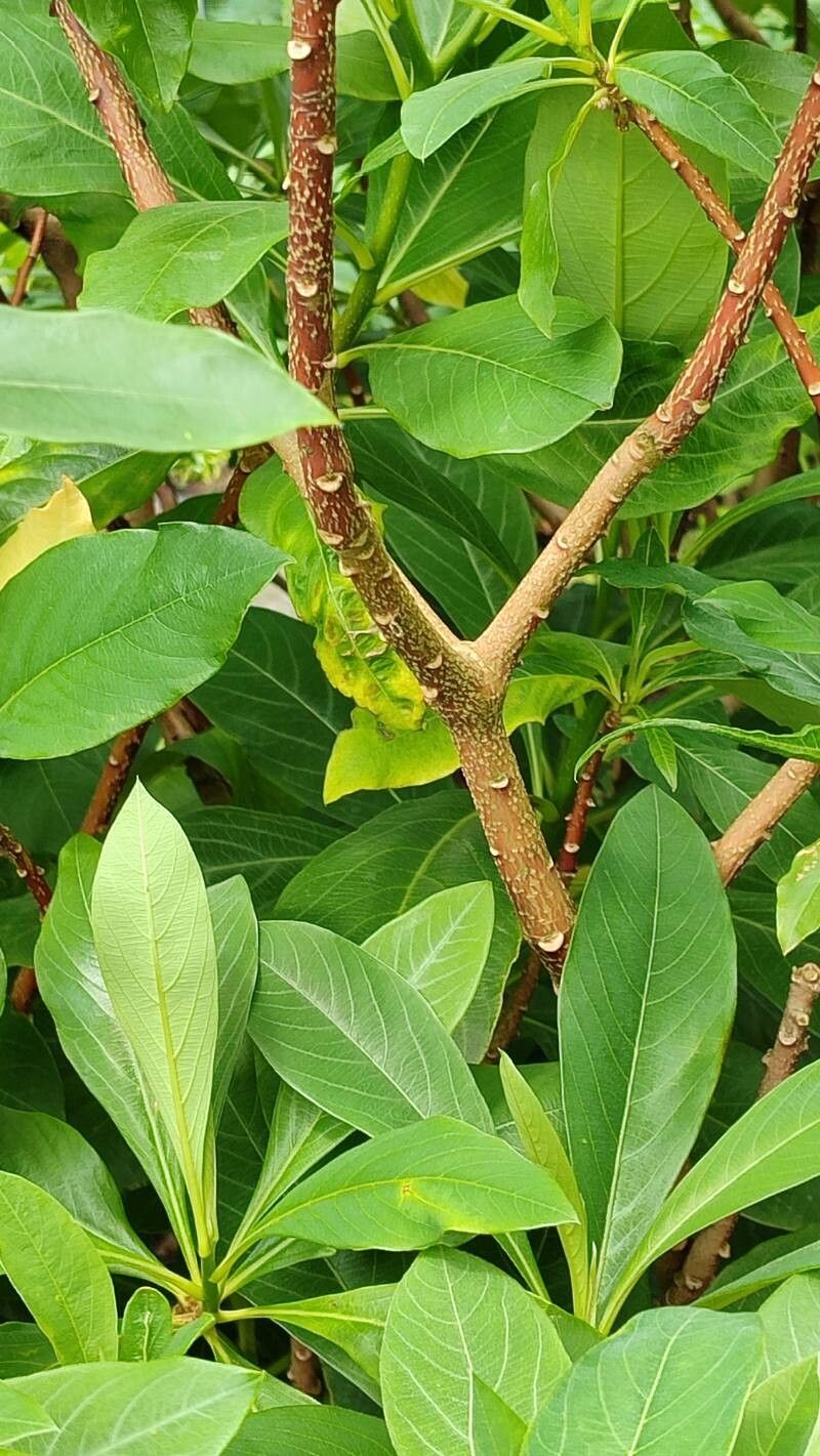 Polygonatum curvistylum bark