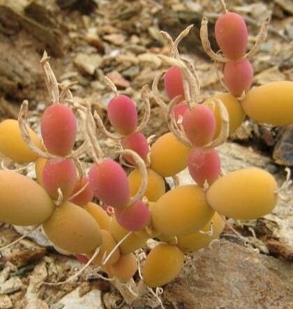 Mesembryanthemum corallinum