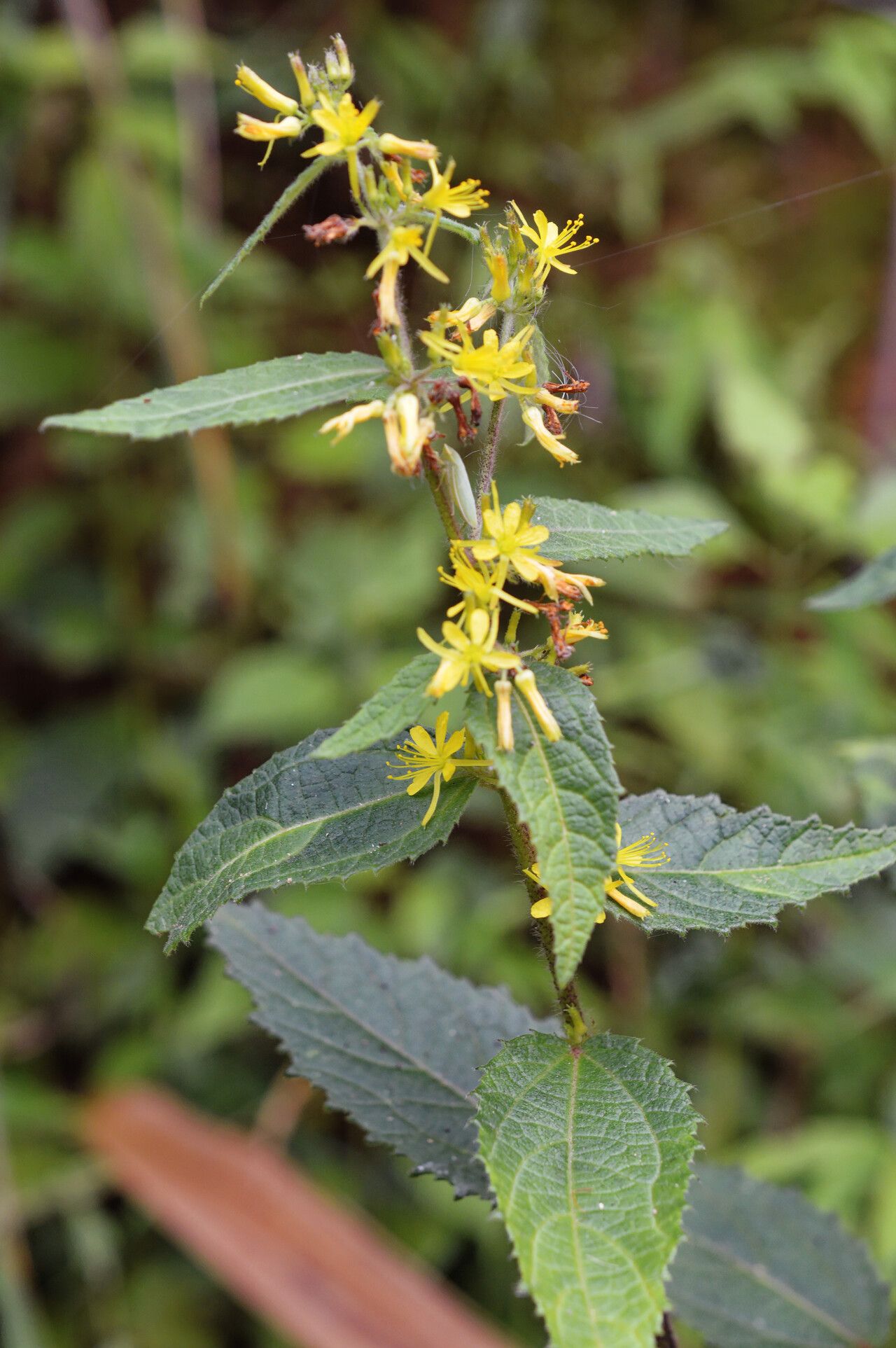 Triumfetta pilosa flower