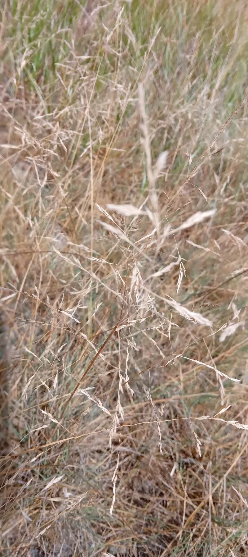 Puccinellia distans flower