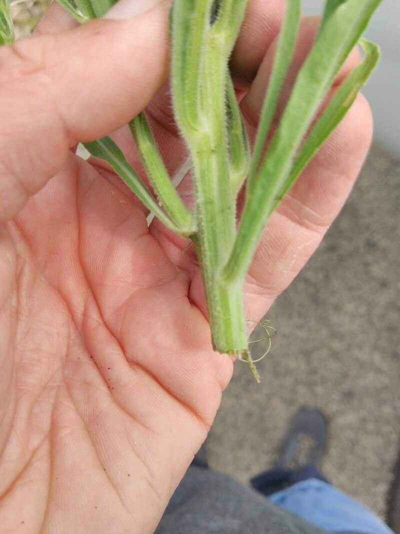 Conyza sumatrensis bark