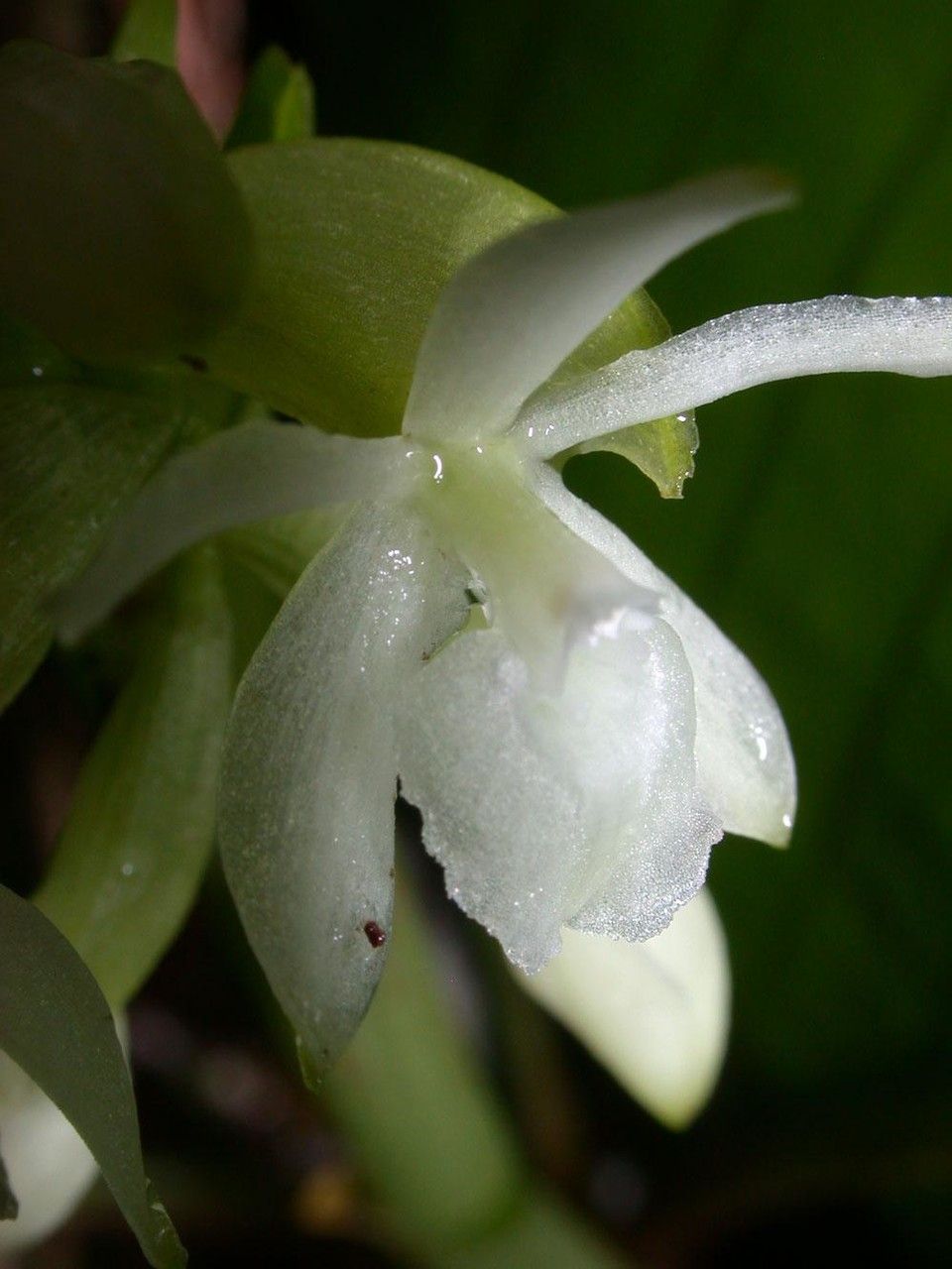 Epidendrum octomerioides flower