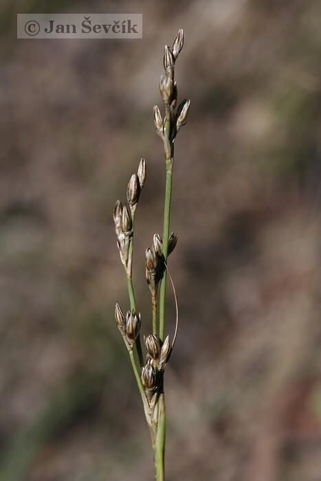 Juncus gerardii fruit