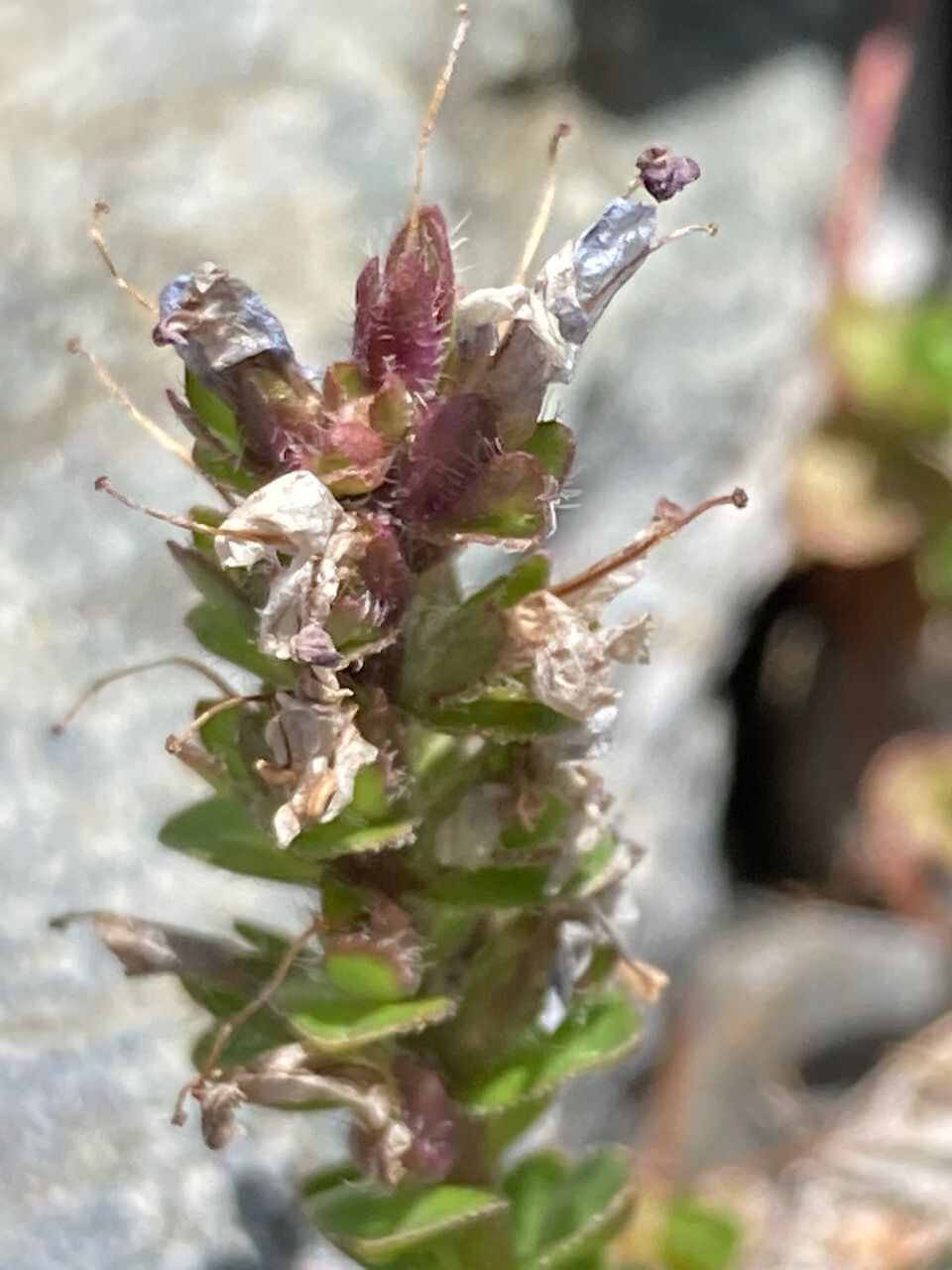 Veronica nummularia flower