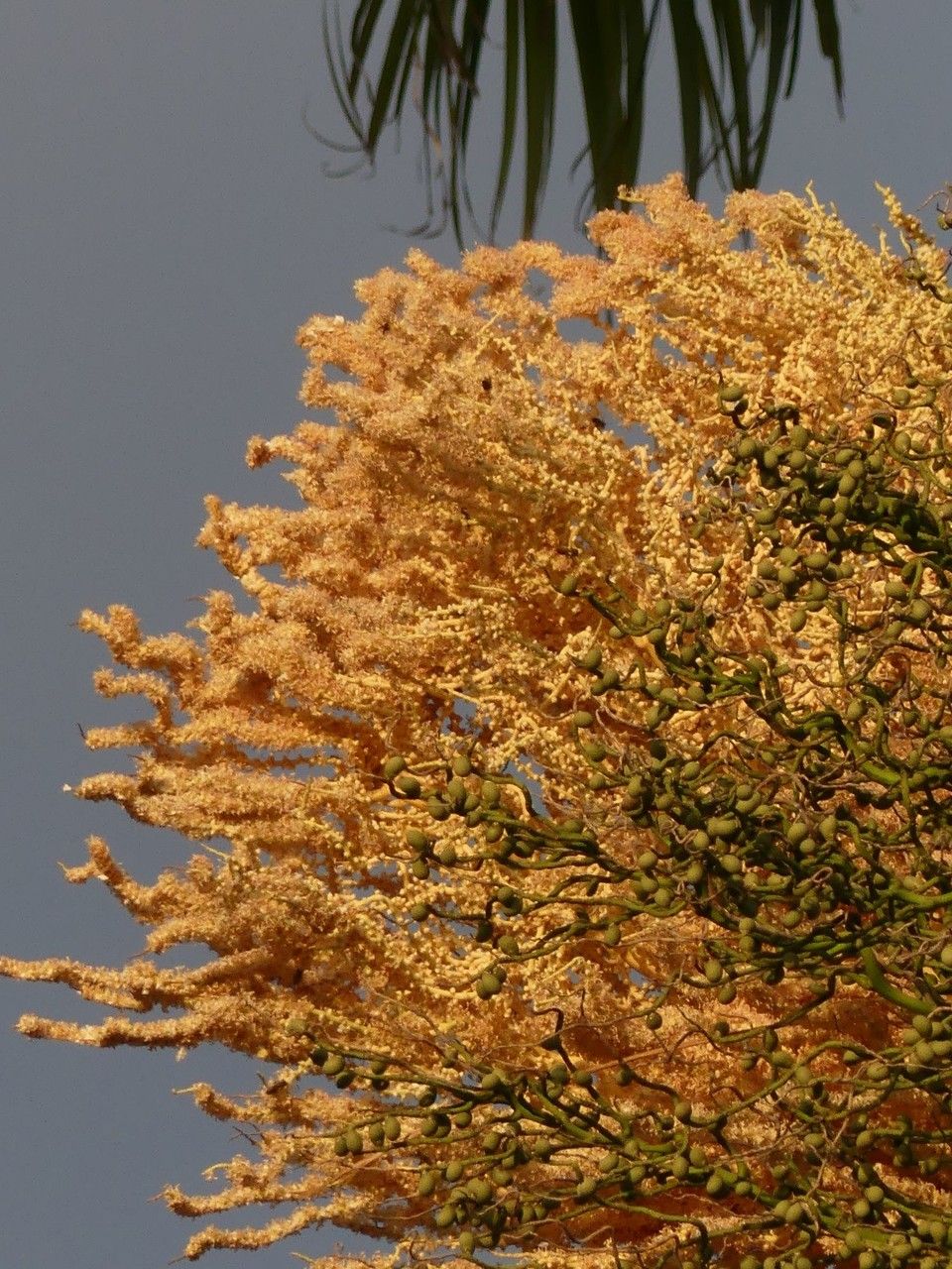 Roystonea oleracea flower