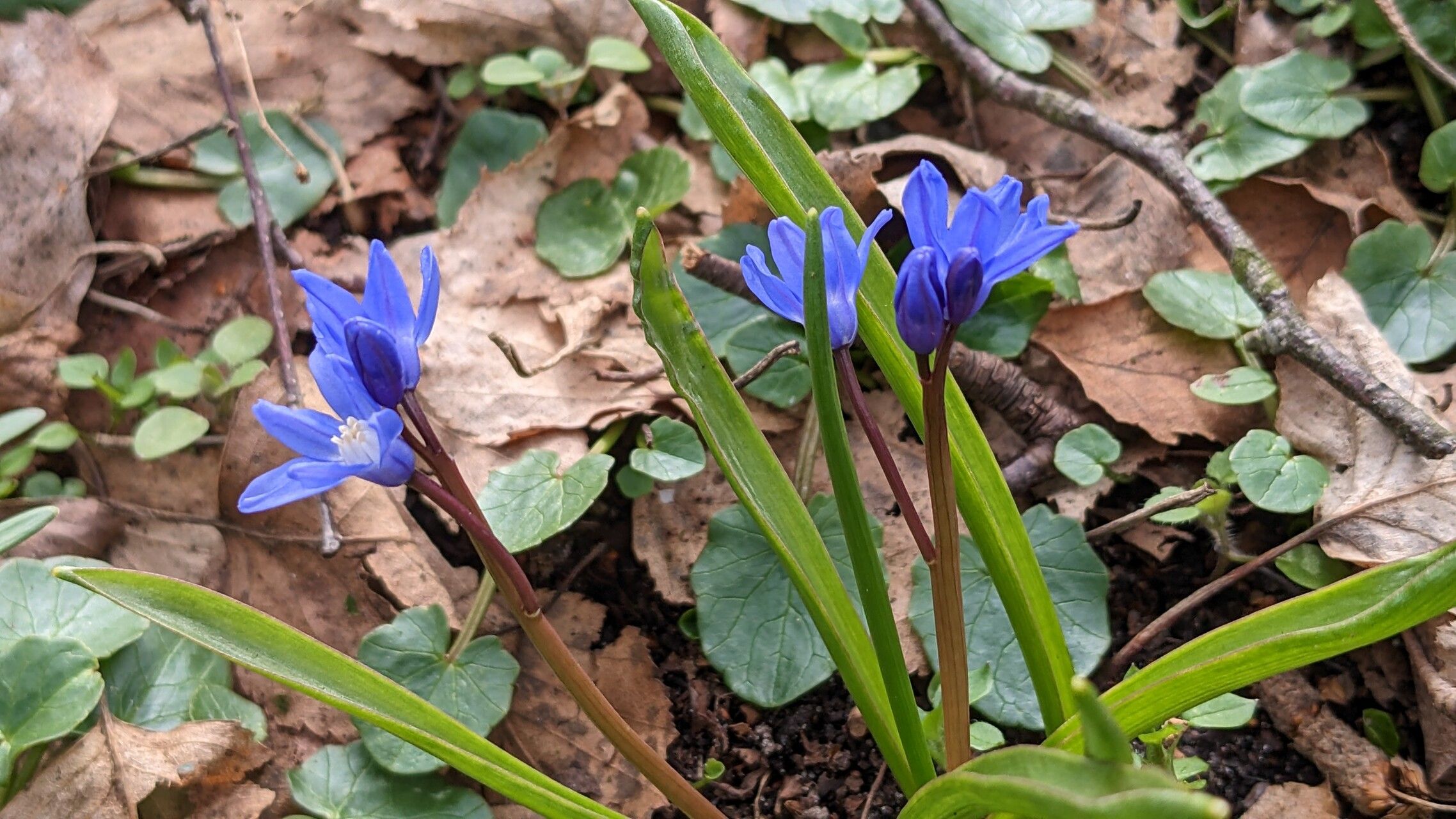 Scilla sardensis habit