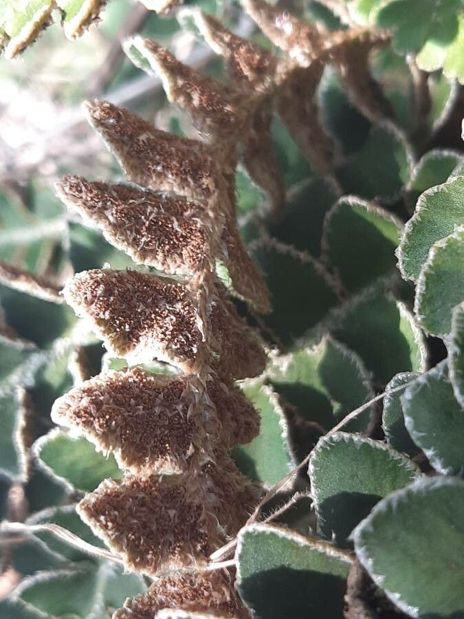 Asplenium ceterach flower