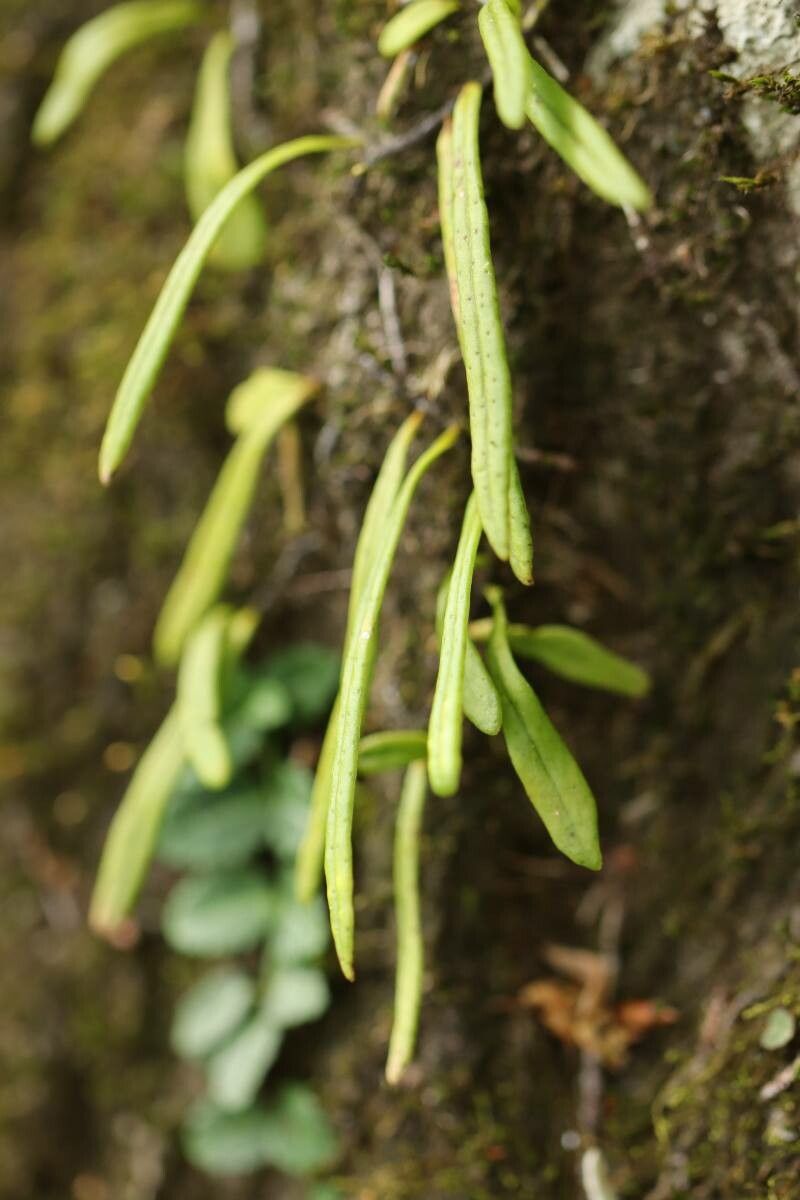 Lepisorus onoei — search result for 'Lepisorus'