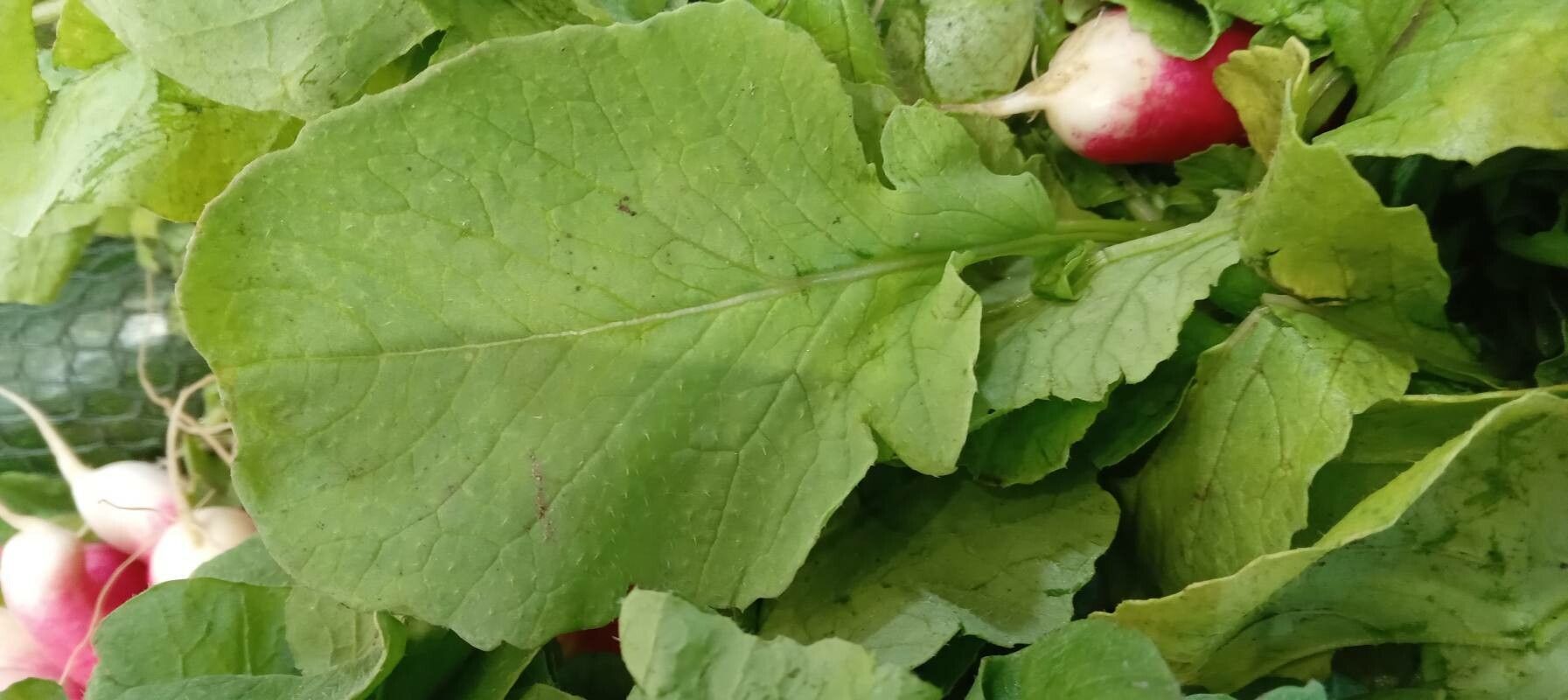 Raphanus sativus leaf