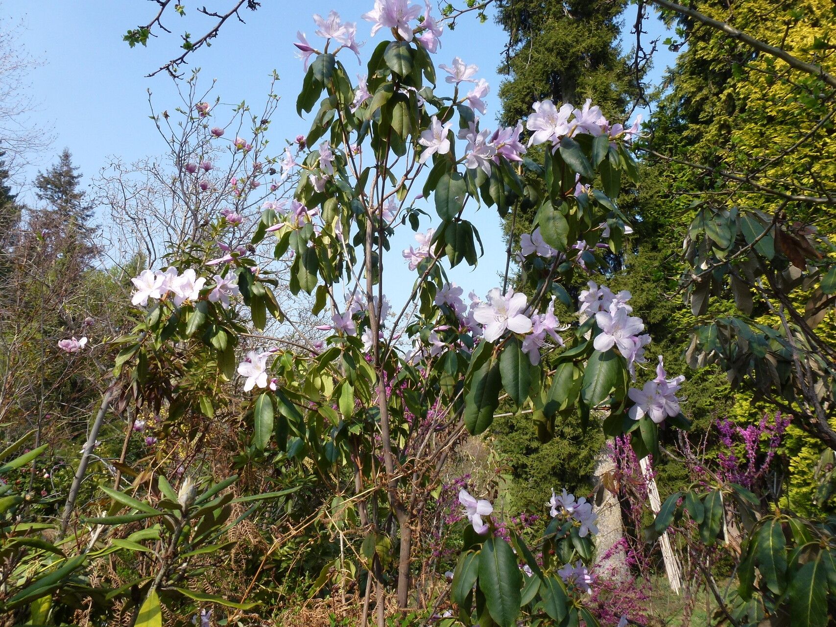 Rhododendron moulmainense habit