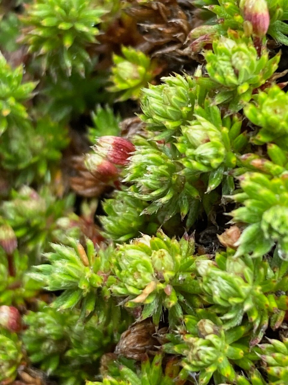 Alchemilla holosericea flower