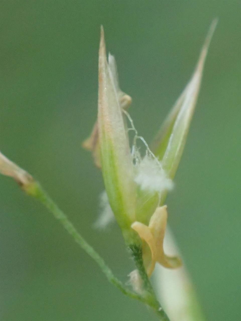 Calamagrostis varia fruit