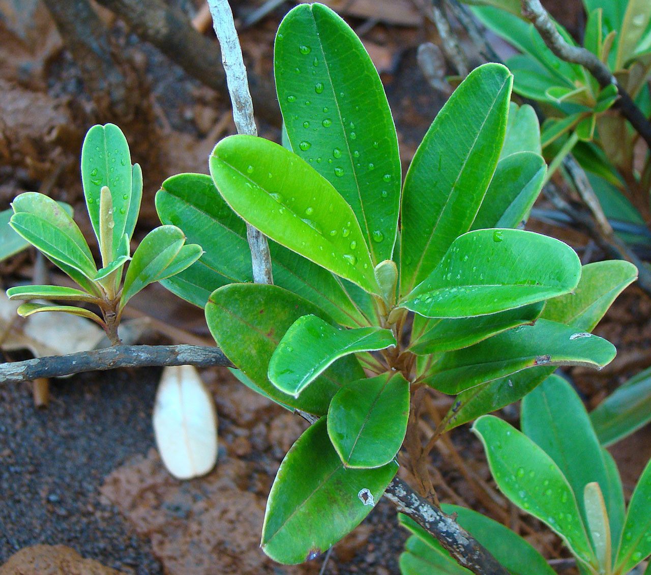Hibbertia favieri habit
