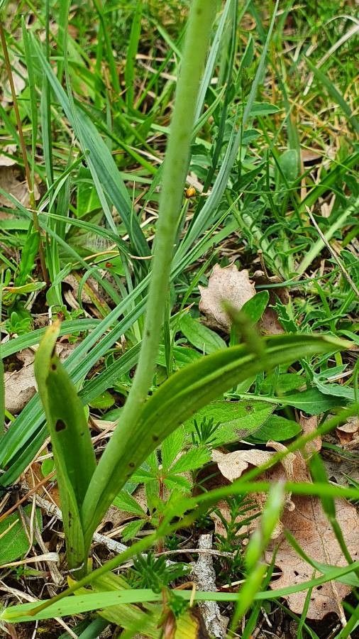 Ophrys insectifera leaf