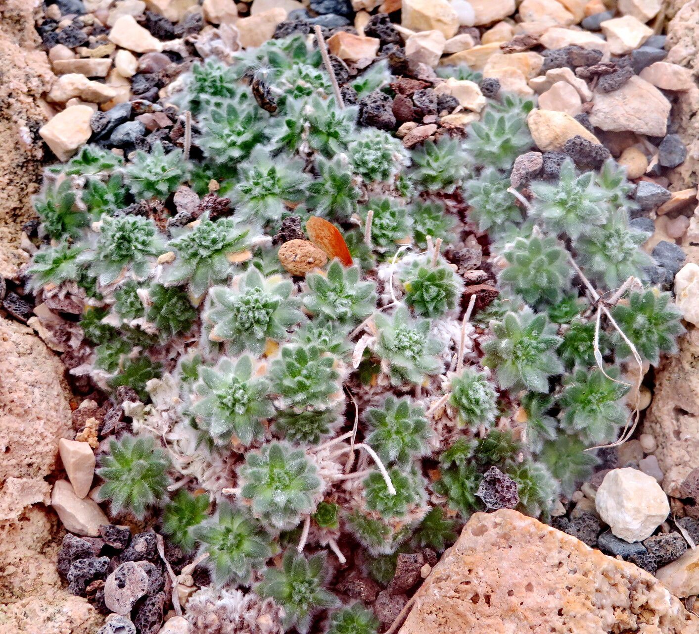 Arabis bryoides — houseplant care guide