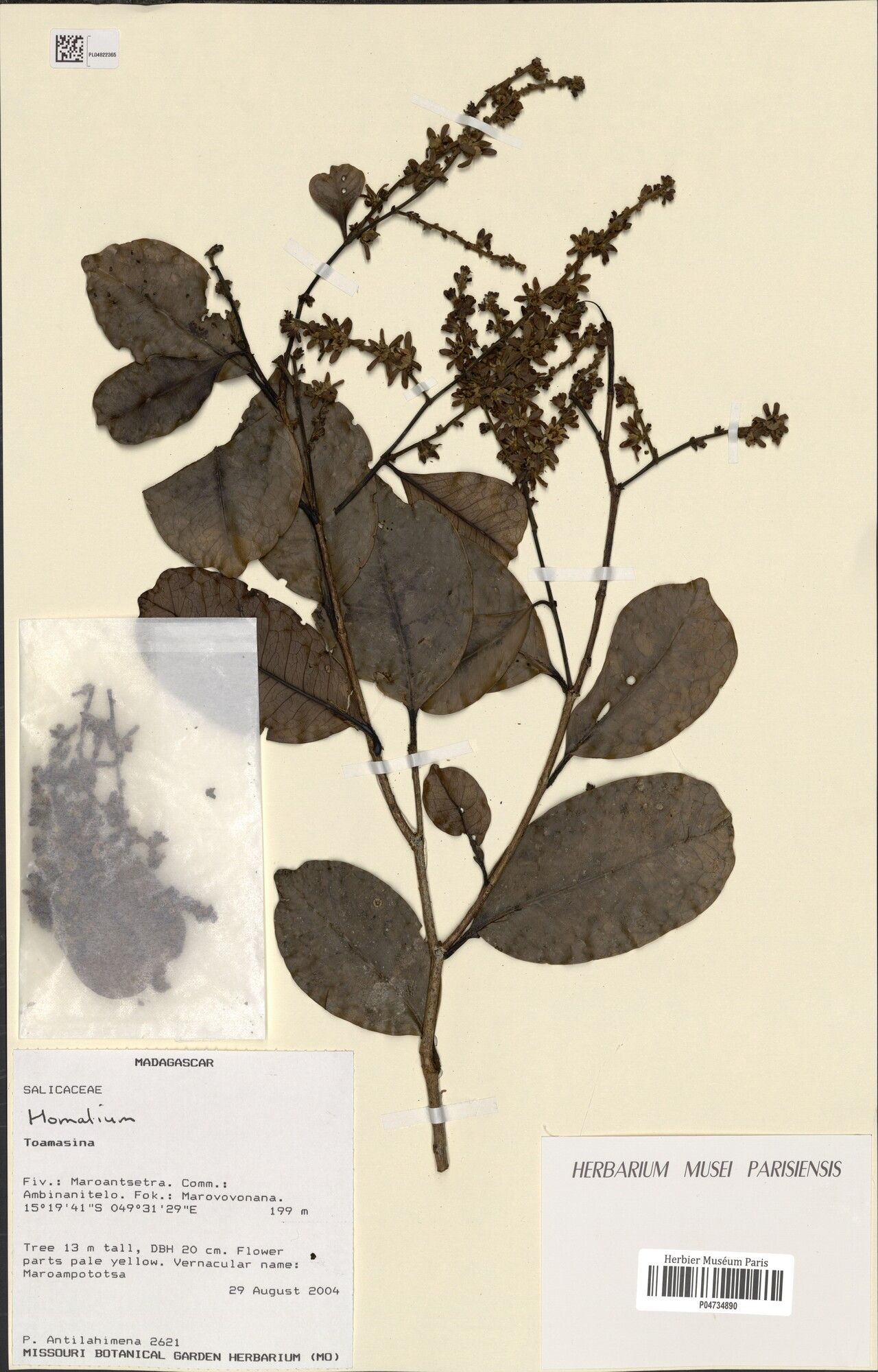 Homalium antilahimenae — related species from the same genus