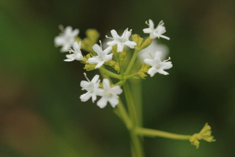Valeriana saxatilis flower