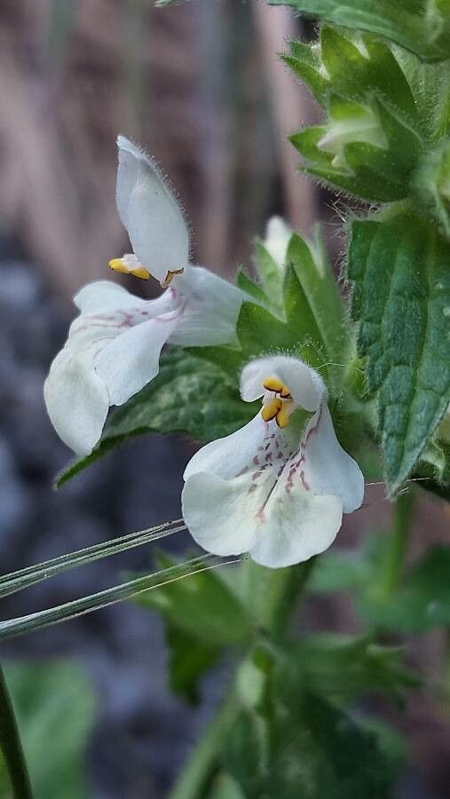 Stachys spinulosa flower