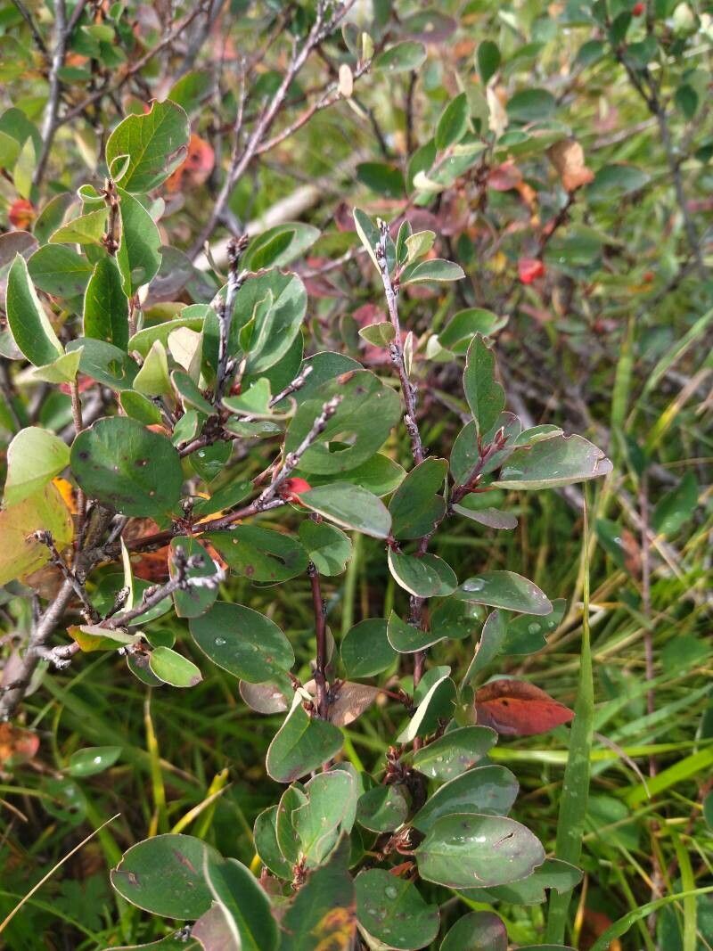 Cotoneaster uniflorus flower