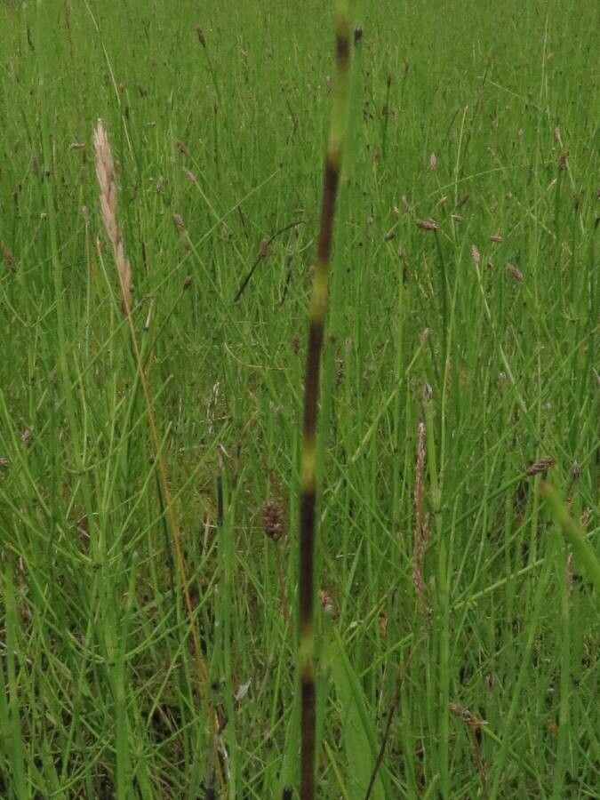 Equisetum palustre leaf