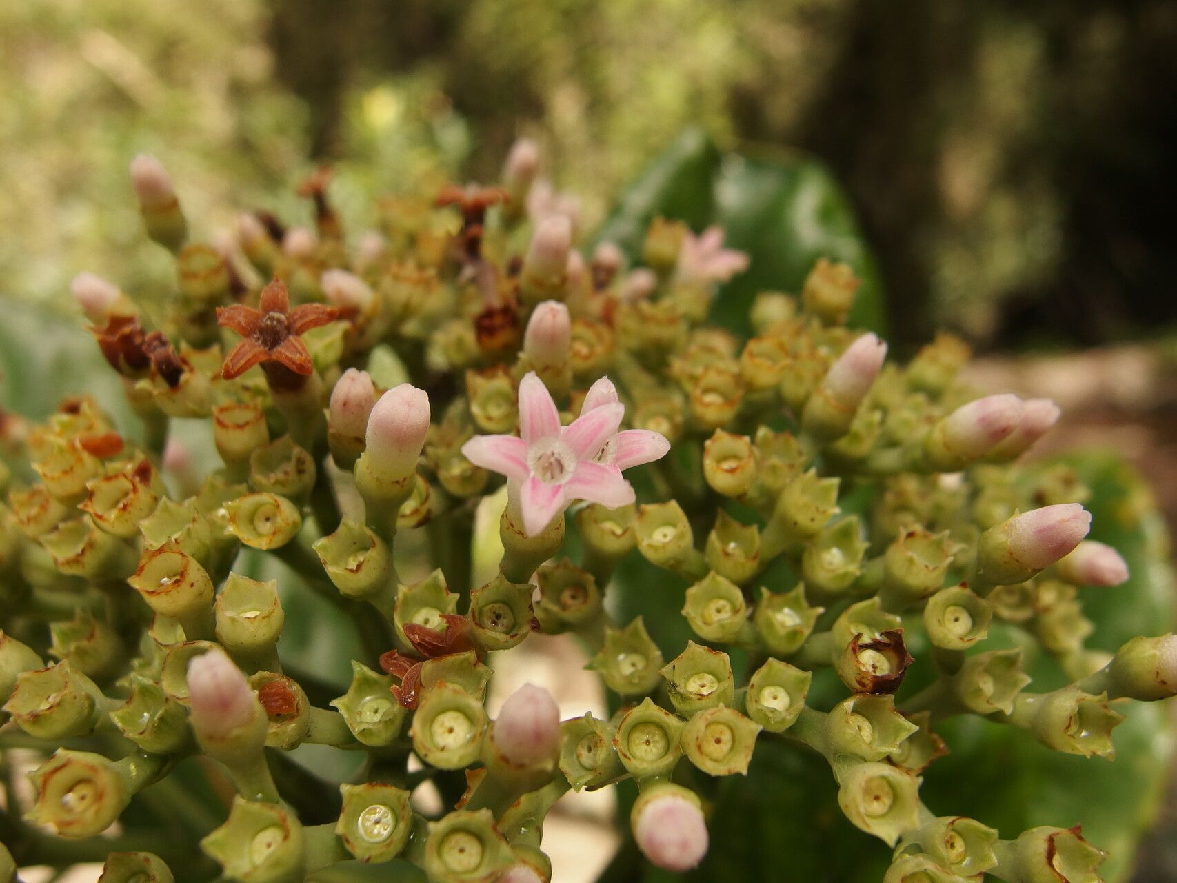 Gaertnera macrostipula — houseplant care guide