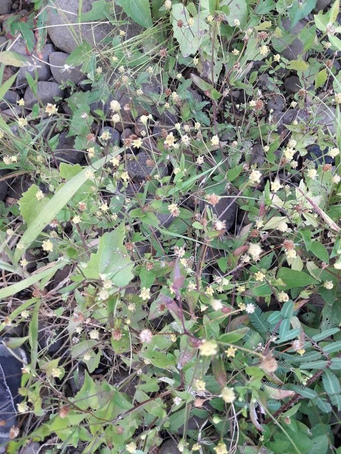 Acmella uliginosa habit