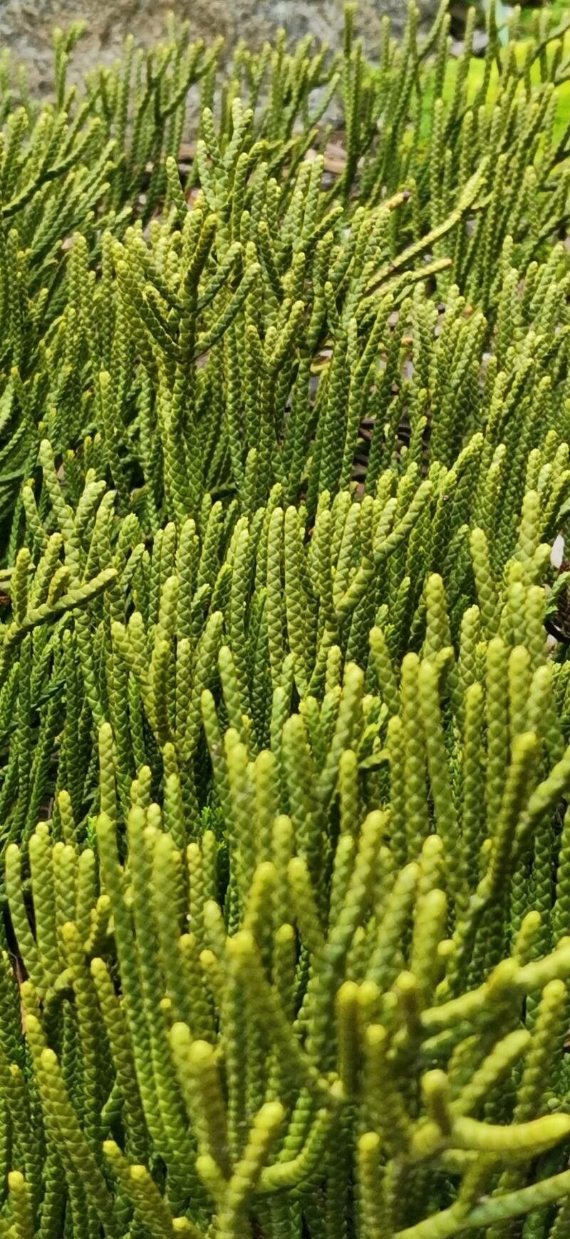 Veronica lycopodioides habit