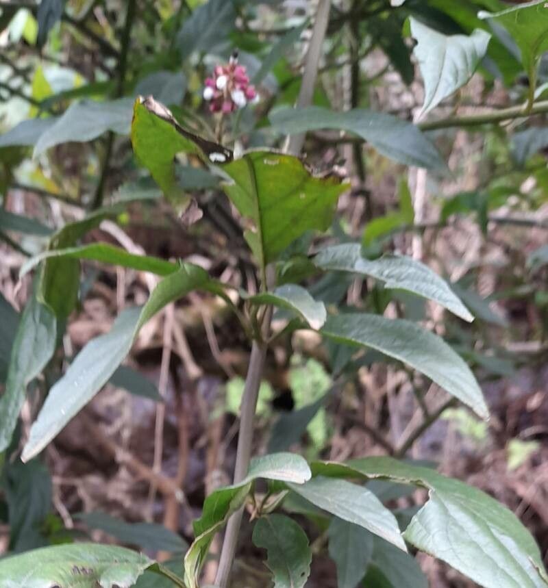 Chamissoa altissima — houseplant care guide