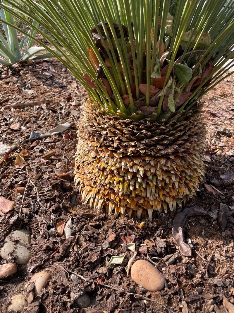 Dasylirion longissimum bark