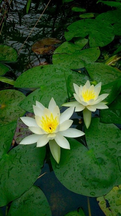 Nymphaea odorata flower
