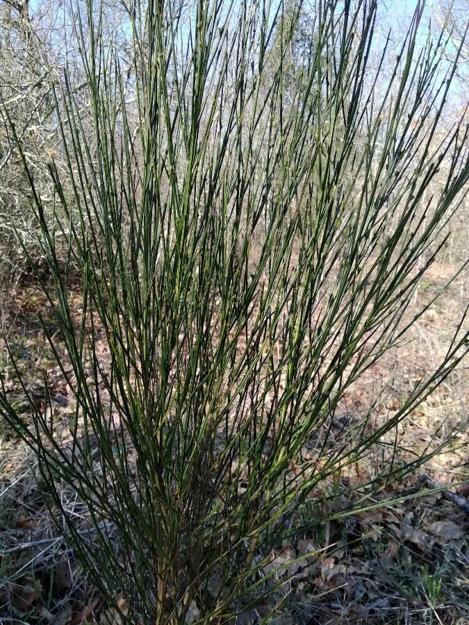 Genista hirsuta leaf
