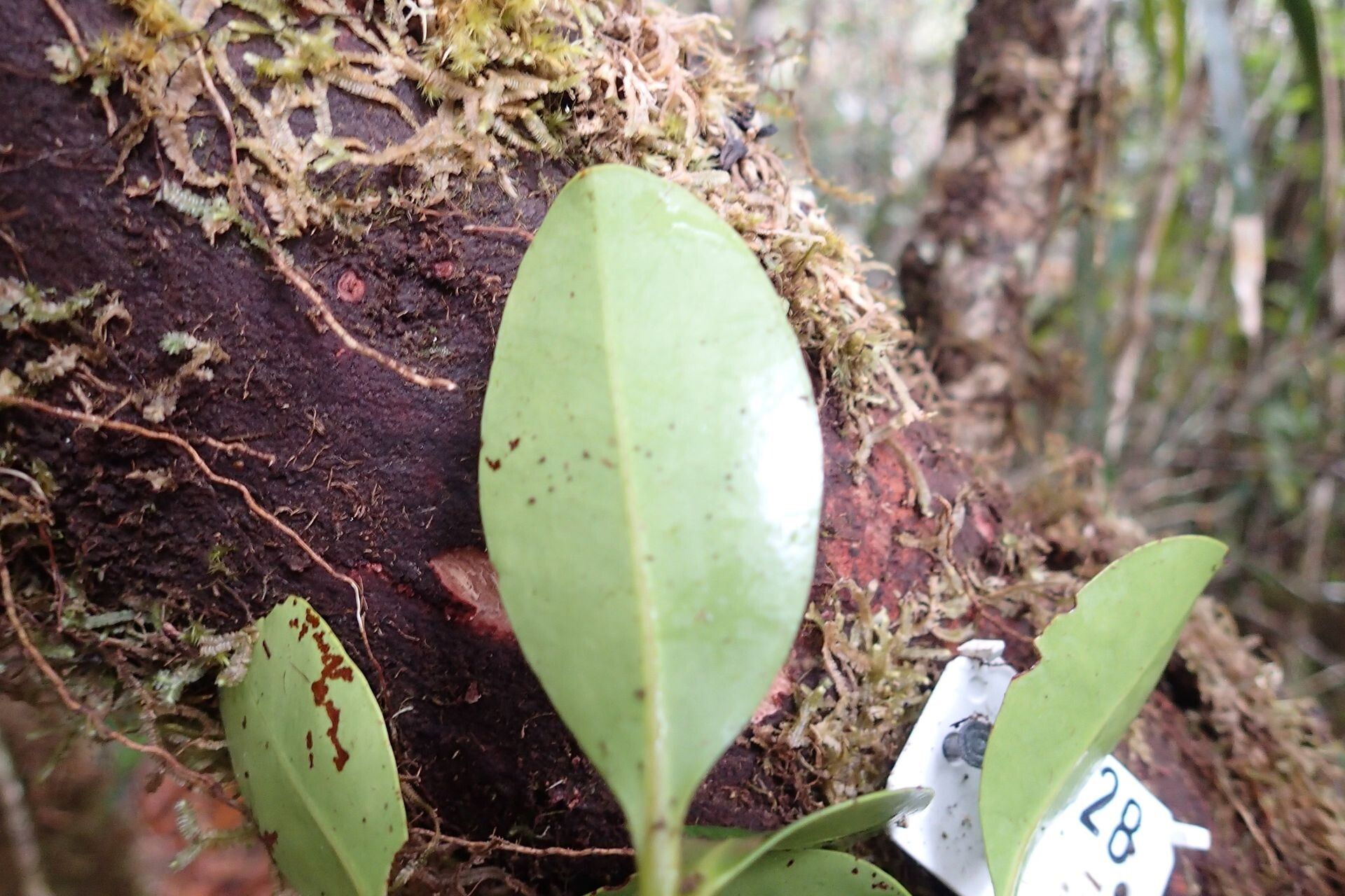 Syzygium arboreum leaf