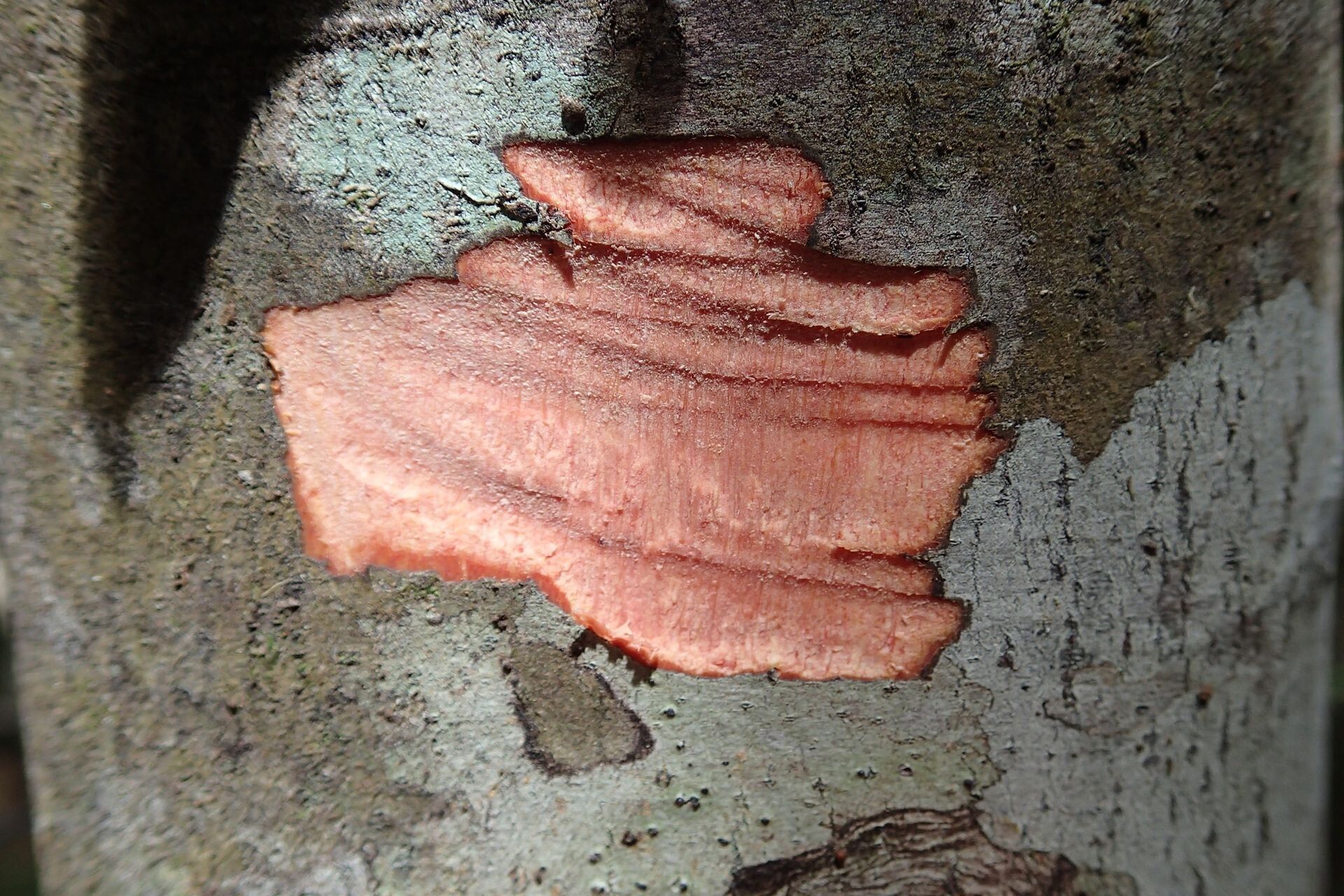 Pichonia daenikeri bark