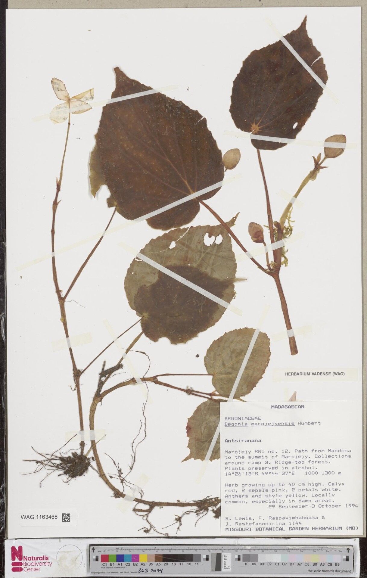 Begonia marojejyensis — houseplant care guide