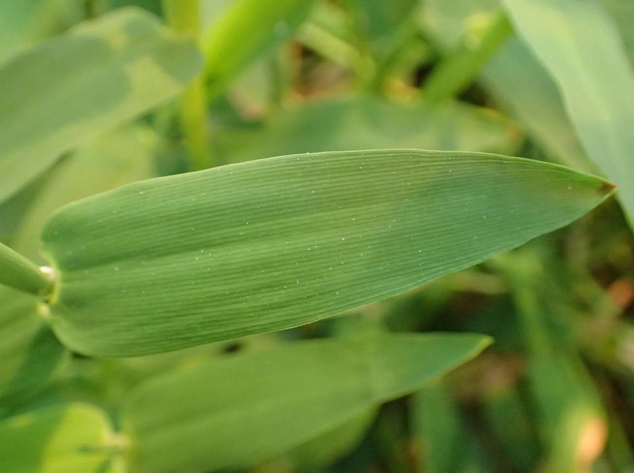 Hygroryza aristata leaf