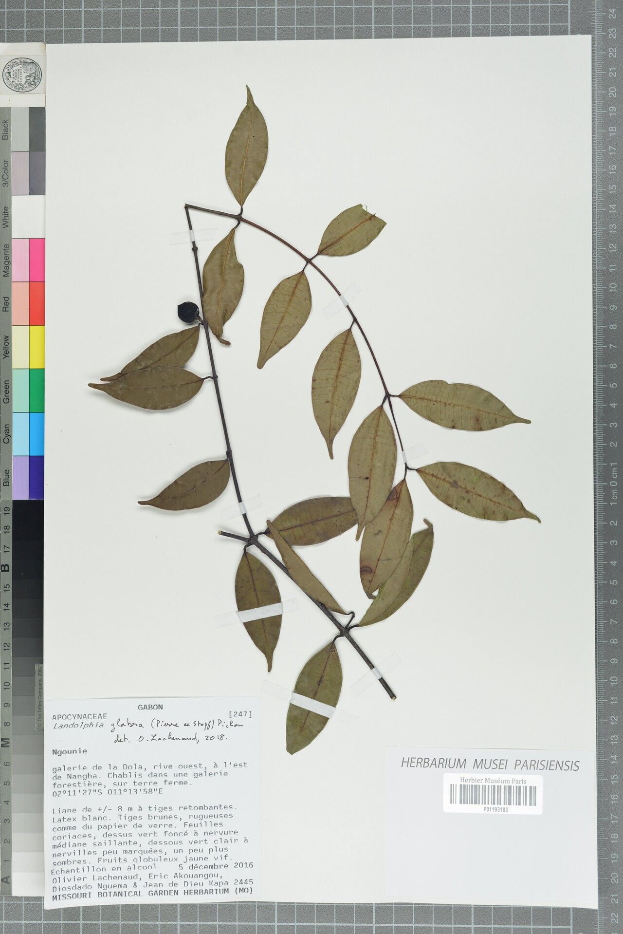 Landolphia glabra — houseplant care guide