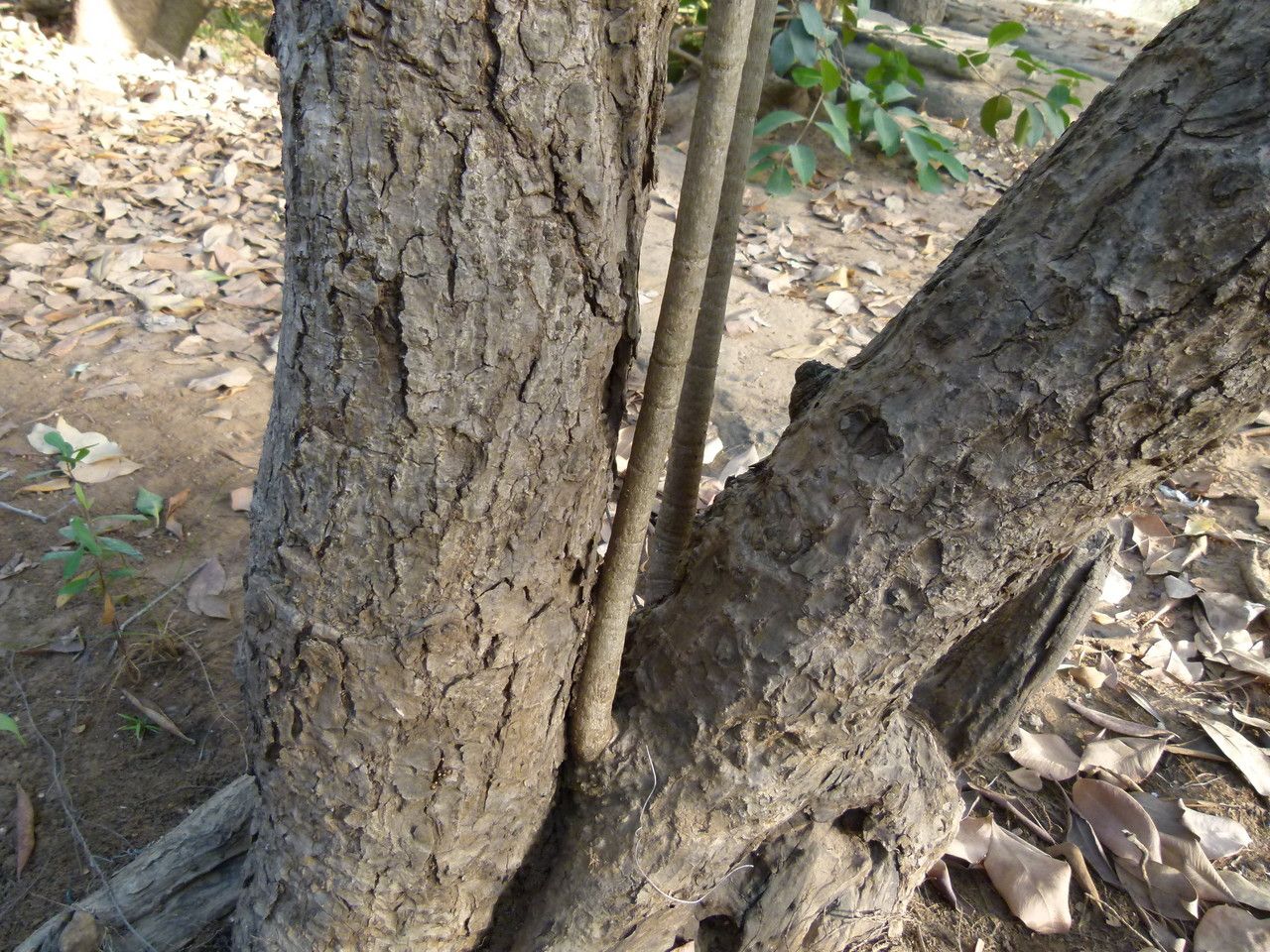 Breonadia salicina bark