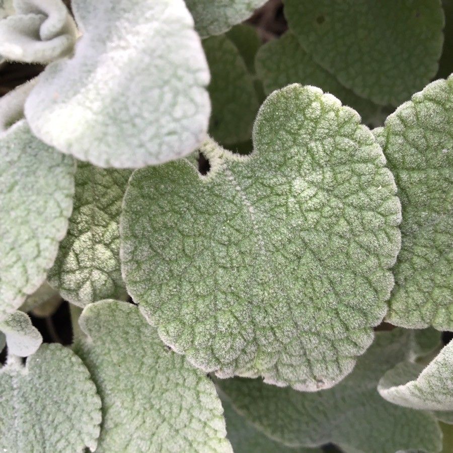 Ballota acetabulosa leaf