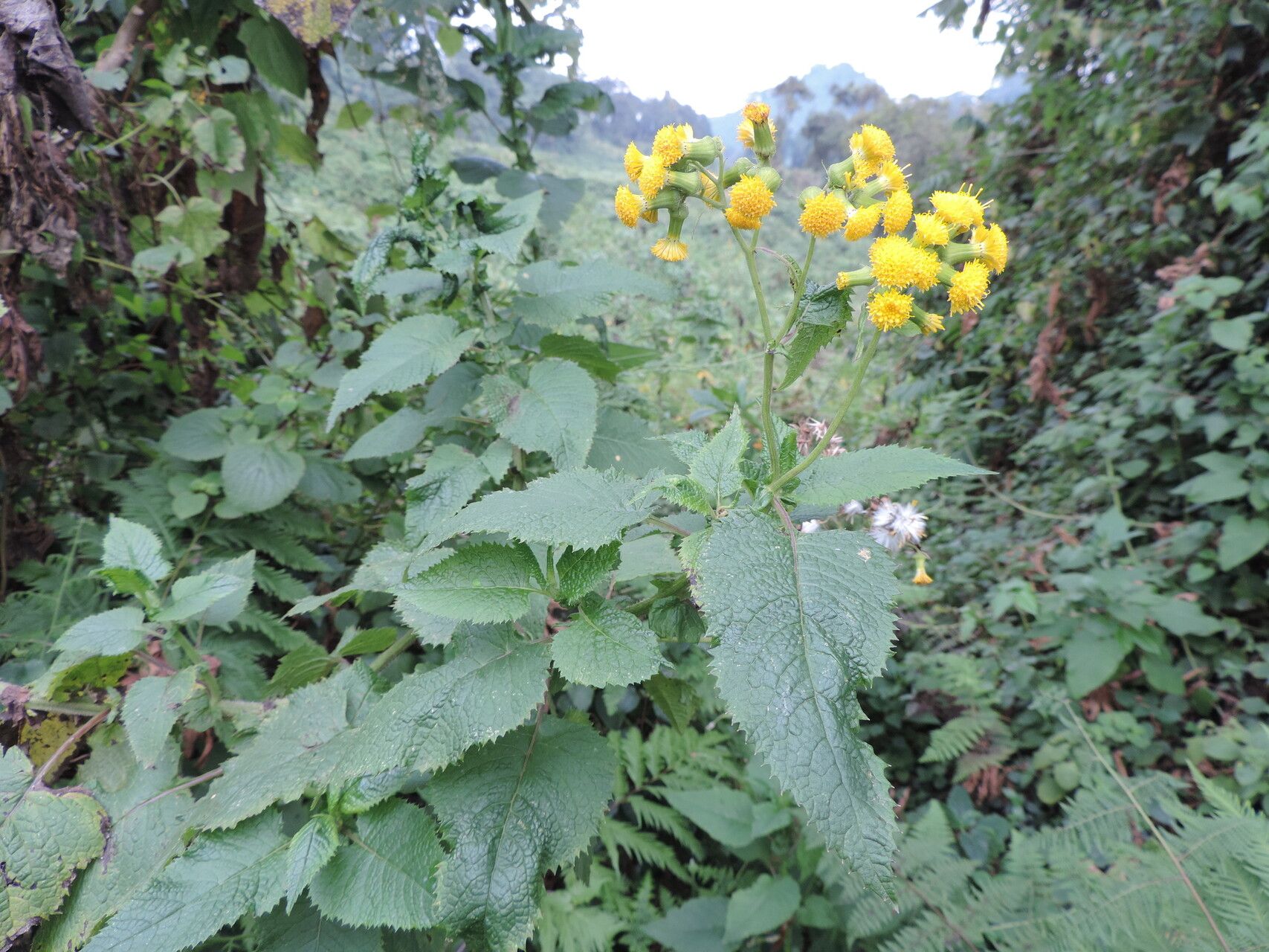 Crassocephalum ducis-aprutii — related species from the same genus