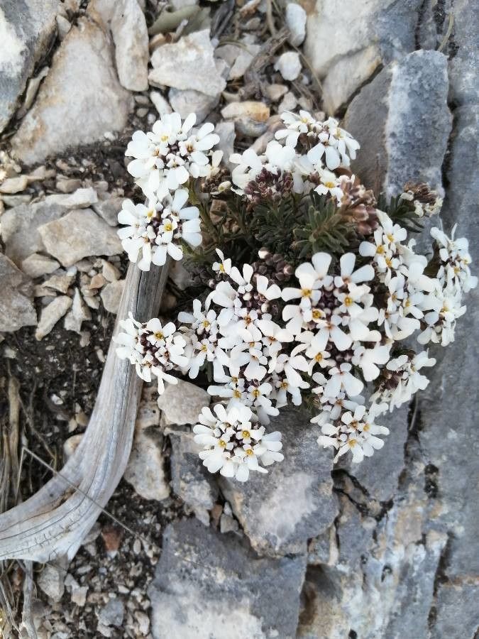 Iberis saxatilis flower