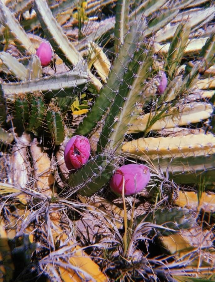 Echinocereus pentalophus fruit