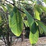 Sideroxylon lanuginosum