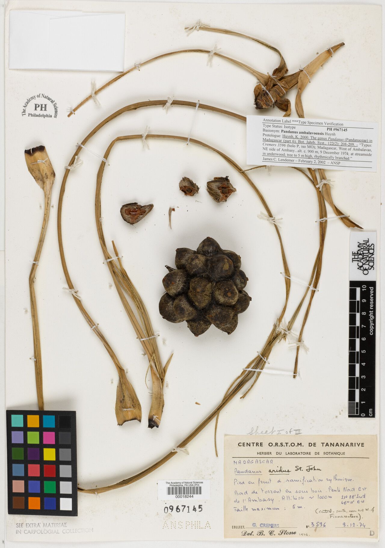 Pandanus ambalavaoensis — related species from the same genus