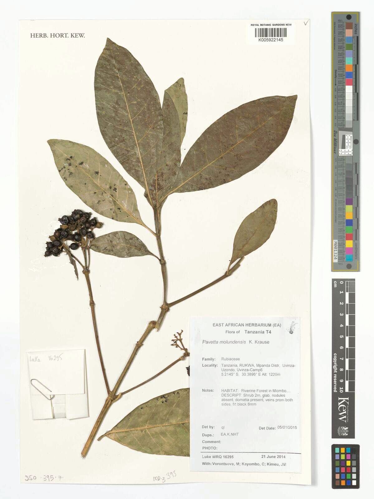 Pavetta molundensis — houseplant care guide