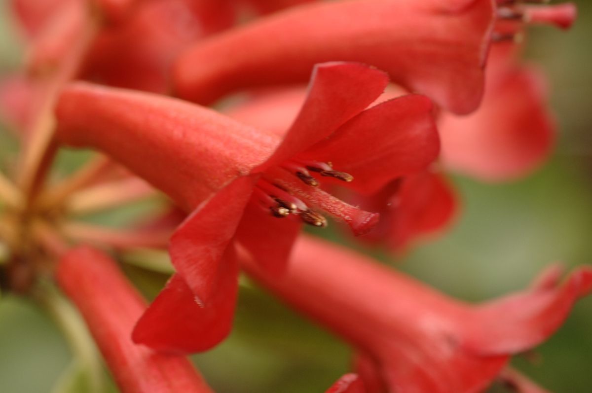 Rhododendron scabridibracteum flower