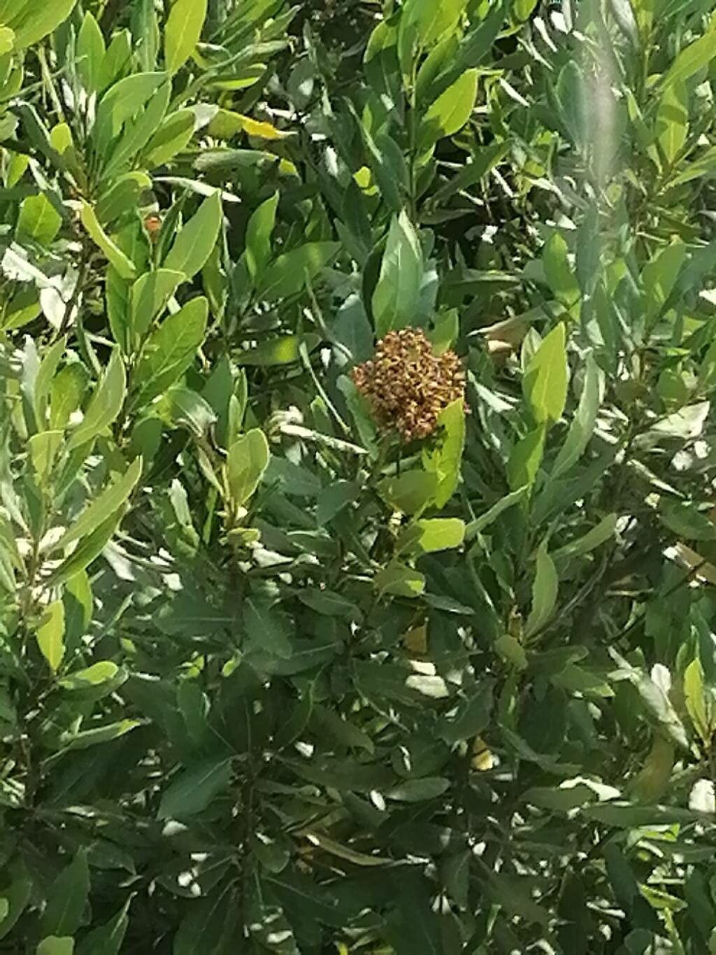 Pittosporum viridiflorum fruit