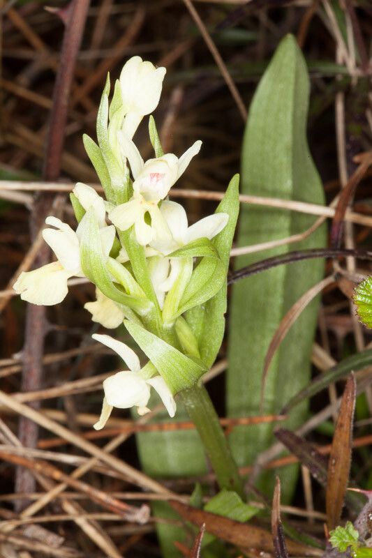 Dactylorhiza insularis flower