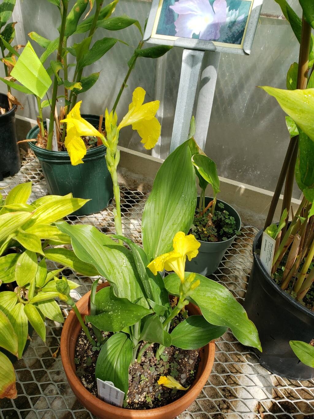 Siphonochilus kirkii habit